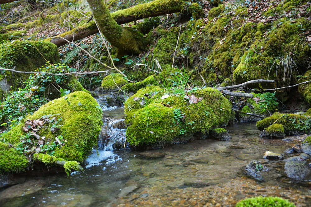 Littebach/Cholge